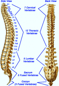 spinal column